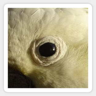 Cockatoo's Eye Sticker